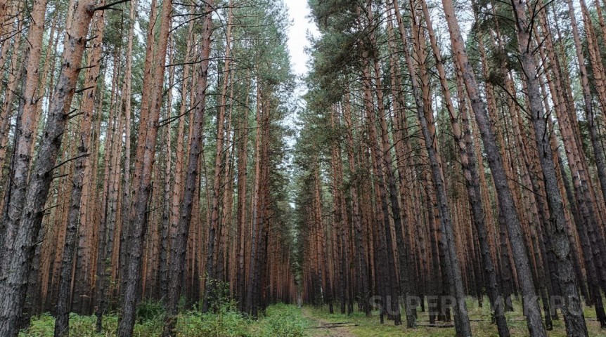 Какой будет погода в Омске в последние пару недель?