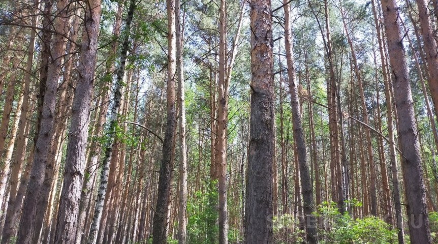 Омич наткнулся в лесу на редкий гриб, разрушающий деревья