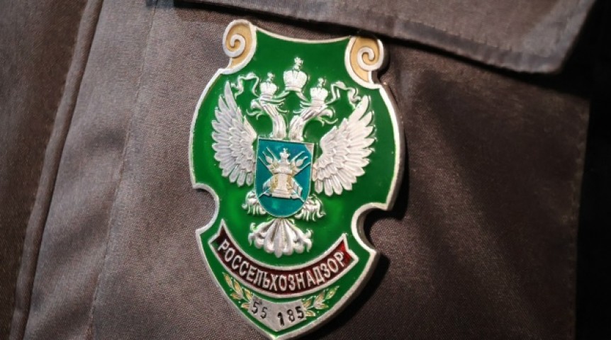 В Омск везли саженцы хвои с заразой