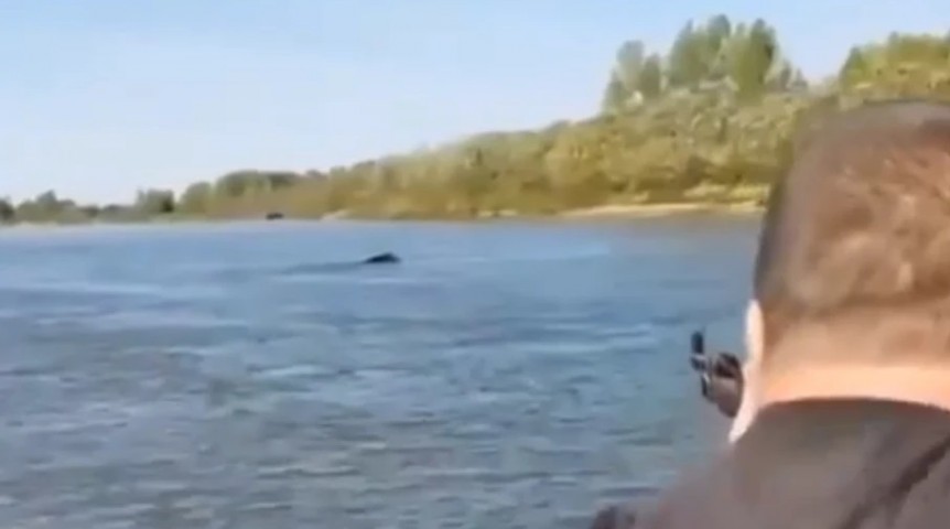 Убитый в реке медведь оказался не омским