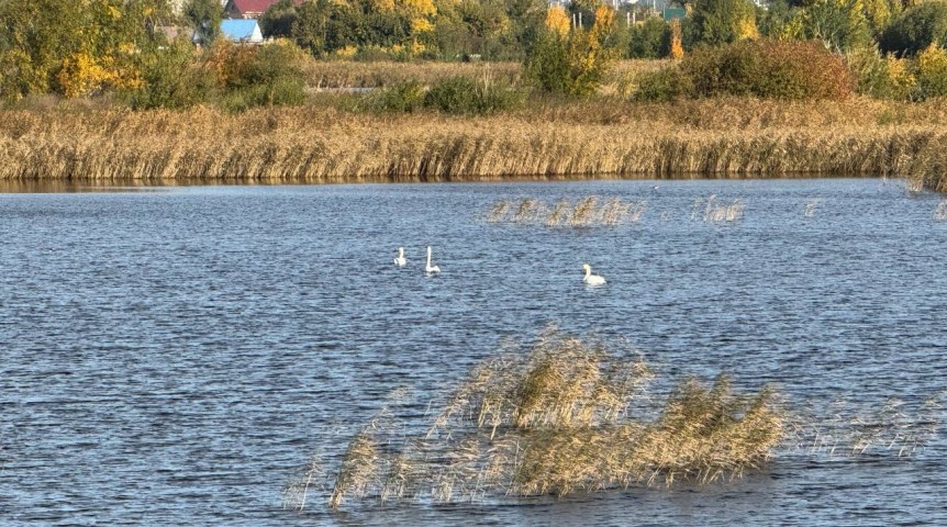 Омич показал наглядный пример внучке, спасая лебедя