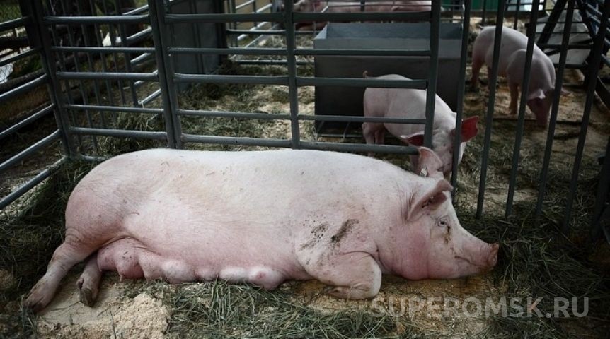 В районе Омской области нашли опасную болезнь свиней