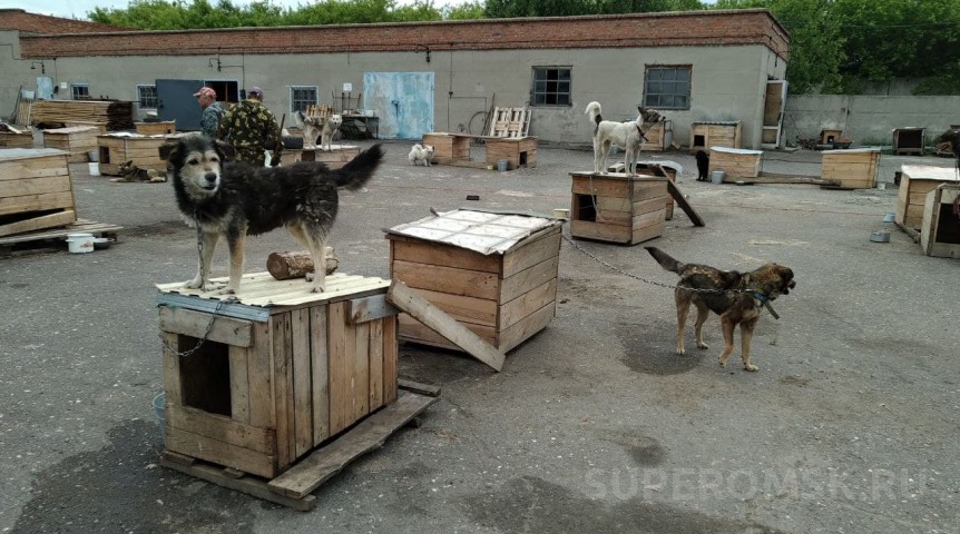 Омский общественник предложил создать региональный приют для бездомных животных