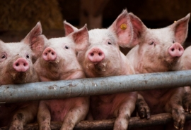 В Омской области растет поголовье свиней после африканской чумы