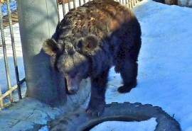 Омская медведица Даша, выспавшись впервые в жизни, не понимает что происходит