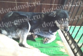 Беспомощной собаке на окраине Омска стреляли прямо в морду