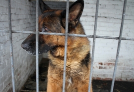 репортаж про собаку