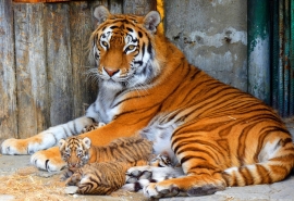 Омская тигрица Аза до сих пор страдает из-за разлуки со своими детьми