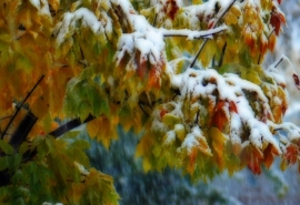 В Омской области назвали даты сентябрьских снегопадов