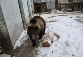Омская медведица Соня довольна тем, что стала жирненькой