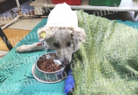Бездомную собаку Белку, отданную жителям Омска, нашли еле живой со страшными гниющими ранами
