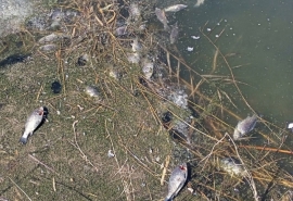 Омичи пожаловались на обилие мертвой рыбы в городском водоеме