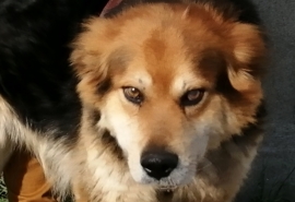 Омский пес Рой несколько месяцев подвергался мучительной пытке в виде медленного отрезания головы