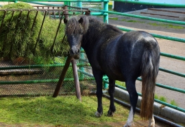 Омская пони Лиза самостоятельно взрастила для себя мужа