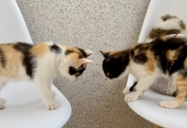 В Омске подвал, где жили выброшенные котята, затопило канализационными отходами