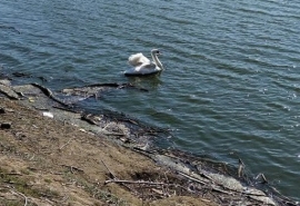 Раненый лебедь, обитающий с утками в жилье социального найма в Омской области, может не добиться улучшения жилищных условий