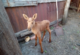 Оставшегося без матери лосенка спасли и отправили жить в хозяйство с организацией охоты на лосей