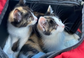 Котята переселились из затопленного канализацией подвала в Омске прямо в Москву