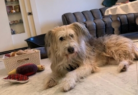 Ползавшая по улицам Исилькуля умиравшая собака Санни плотно занялась здоровьем и внешностью в Москве