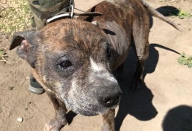 Ворчливая собака Баба Валя с онкологией и букетом заболеваний надеется, что хотя бы последние дни доживет в заботе и любви