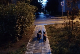 Проспект Культуры переименуют: аллеям Советского округа Омска присвоят наименования