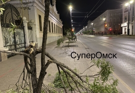 На улице Ленина в Омске вандал переломал шаровидные ивы