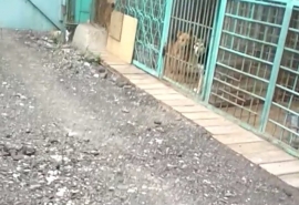 Волонтеры с трудом оценили, в каких условиях живут бездомные собаки в Омске