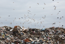 На юго-востоке Омской области за 15 миллионов рублей ликвидируют видную с космоса свалку