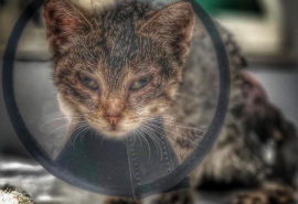 В Омске на котенка Тигренка набросились собаки, но он храбро отбил свое право на жизнь