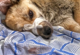 В Омске собаке Эми оторвало таз и разорвало внутренние органы, но она борется