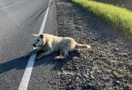 Омичка совершила невероятное и нашла в другой стране «похороненного» пса с омской трассы