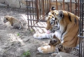 Омская тигрица Аза родила тройню