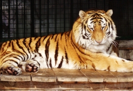 Омский тигр Граф проявил себя заботливым папой «на удаленке»