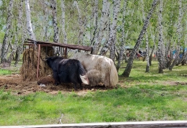 Омские яки Ася и Буян закрывают лицо ребенка перед посторонними от сглаза