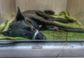 Невезучая собака собрала все возможные беды в Омске