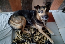 Омская собака Шери пережила расставание с выгнанной на улицу хозяйкой, жизнь в подъезде, опухоль, как ...