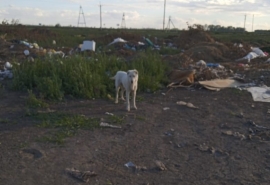 В Омской области красивого беззащитного алабая выбросили на свалку