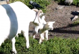 В Омской области еще один козел стал отцом