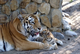 Омская тигрица Аза на собственной шкуре познала, что девчонок воспитывать куда проще, чем мальчишек