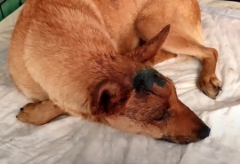 Омская собака Звездочка мужественно борется за жизнь после страшных травм головы