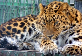 Томичу-леопарду нравится Омская область, но не ее жительницы
