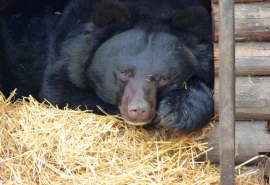 Омская медведица Кроха находит убежище от происходящего под одеялом