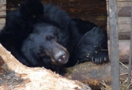 Самый сонолюбивый медведь в Омской области уснул с большим опозданием