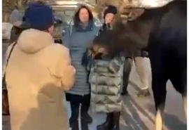 В Омске около областной больницы к людям неожиданно вышел лось