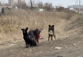 В Омске собаки напали на двух девочек и одного мальчика