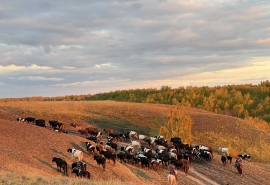 В Омской области создали фонд в защиту коров