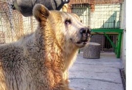 Очарованная юным циркачом омская медведица Маша отказалась от близости с мужем