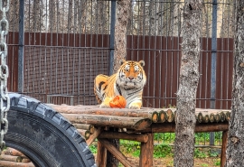 Беззаботная жизнь омского тигра Шамана может прерваться появлением невесты