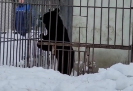В Омской области проснулся первый медведь и повел себя очень неожиданно