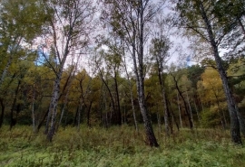 Леса на севере Омской области атакует опасный вредитель
